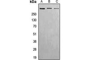 Western blot analysis of ATM (pS1981) expression in Hela (A), Raw264. (ATM antibody  (pSer1981))