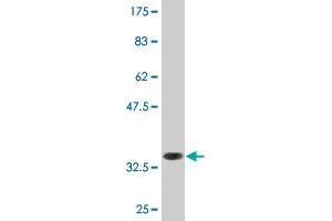 Western Blot detection against Immunogen (34. (LZTFL1 antibody  (AA 39-120))