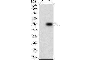 Western blot analysis using BAD mAb against HEK293 (1) and BAD (AA: FULL(1-168))-hIgGFc transfected HEK293 (2) cell lysate. (BAD antibody  (AA 1-168))