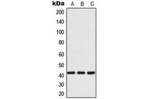Western blot analysis of 14-3-3 eta expression in MCF7 (A), SP2/0 (B), H9C2 (C) whole cell lysates. (14-3-3 eta antibody  (Center))
