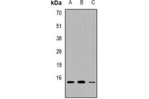 Western blot analysis of PEA15 expression in HEK293T (A), RAW264. (PEA15 antibody)