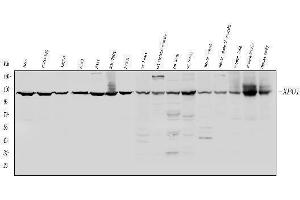 anti-Exportin 1 (XPO1) (AA 966-1071) antibody