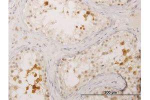 Image no. 1 for anti-Bol, Boule-Like (BOLL) (AA 185-284) antibody (ABIN599300) (BOLL antibody  (AA 185-284))