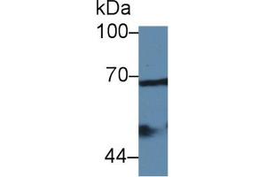 Detection of COX 2 in Mouse Bladder lysate using Polyclonal Antibody to Cyclooxygenase-2 (COX 2) (PTGS2 antibody  (AA 240-351))