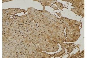 ABIN6272967 at 1/100 staining Mouse muscle tissue by IHC-P. (Sialidase 4 antibody  (Internal Region))