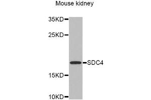 Western Blotting (WB) image for anti-Syndecan 4 (SDC4) antibody (ABIN1874710) (SDC4 antibody)