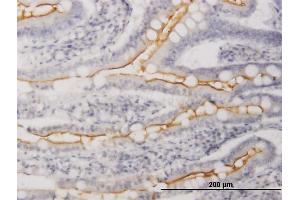 Immunoperoxidase of purified MaxPab antibody to WISP1 on formalin-fixed paraffin-embedded human small Intestine. (WISP1 antibody  (AA 1-280))