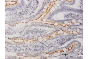 Immunoperoxidase of purified MaxPab antibody to WISP1 on formalin-fixed paraffin-embedded human small Intestine. (WISP1 antibody  (AA 1-280))