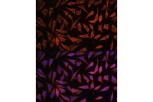 Immunofluorescence analysis of L929 cells using RPS8 antibody (ABIN7270041) at dilution of 1:100. (RPS8 antibody)