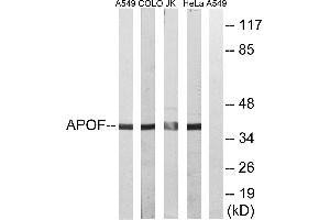 Western blot analysis of extracts from A549 cells, COLO cells, Jurkat cells and HeLa cells, using APOF antibody. (Apolipoprotein F antibody)