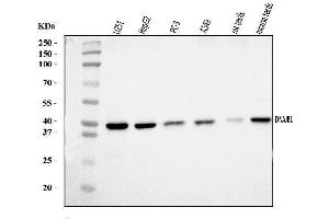 Western blot analysis of Hsp40/DNAJB1 using anti-Hsp40/DNAJB1 antibody (ABIN7602895).