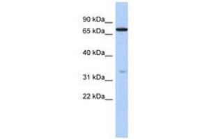 Image no. 1 for anti-Ataxin 7-Like 2 (ATXN7L2) (AA 143-192) antibody (ABIN6741233) (ATXN7L2 antibody  (AA 143-192))