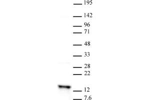 Histone H2A anbtibody (pAb) tested by Western blot. (Histone H2A antibody)