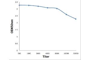 Antigen: 0. (MAD2L1 antibody  (AA 131-205))