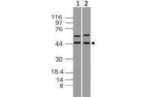 Image no. 1 for anti-Nuclear Factor of kappa Light Polypeptide Gene Enhancer in B-Cells Inhibitor, alpha (NFKBIA) (AA 28-370) antibody (ABIN5027293) (NFKBIA antibody  (AA 28-370))