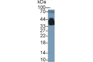 Detection of APOE in Rat Serum using Polyclonal Antibody to Apolipoprotein E (APOE)