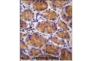 GIN1 Antibody (C-term) (ABIN655674 and ABIN2845140) immunohistochemistry analysis in formalin fixed and paraffin embedded human stomach tissue followed by peroxidase conjugation of the secondary antibody and DAB staining. (GIN1 antibody  (C-Term))