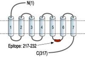 Representative domain view of the target of ABIN7043321.