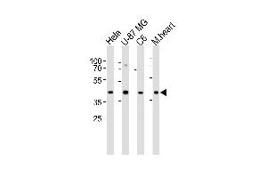 Western blot analysis of lysates from Hela, U-87 MG, C6 cell line and mouse heart tissue lysate (from left to right), using GJA1 Antibody (N121) at 1:1000 at each lane. (Connexin 43/GJA1 antibody  (N-Term))