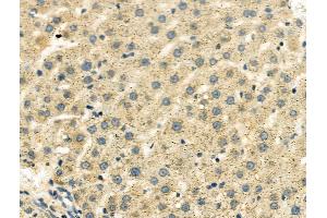 ABIN6260258 and ABIN6276616 at 1/100 staining Rat liver tissue by IHC-P. (BHMT antibody  (C-Term))