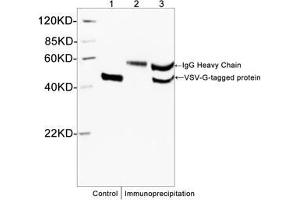 Western blot analysis of immunoprecipitates from VSV-G fusion protein lysates using Rabbit Anti-VSV-G-tag Polyclonal Antibody (ABIN398427) . (VSV-g Tag antibody)