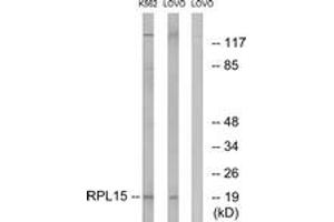 Western blot analysis of extracts from LOVO/K562 cells, using RPL15 Antibody. (RPL15 antibody  (AA 41-90))