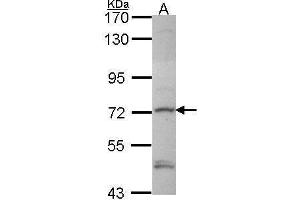 WB Image Sample (30 ug of whole cell lysate) A: Hela 7. (Deltex Homolog 1 antibody  (Center))