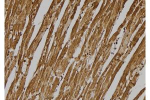ABIN6275995 at 1/100 staining Mouse heart tissue by IHC-P. (GPR137C antibody  (Internal Region))