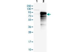 Western blot analysis of Lane 1: Negative control (vector only transfected HEK293T lysate), Lane 2: Over-expression Lysate (Co-expressed with a C-terminal myc-DDK tag (~3. (SYTL4 antibody)
