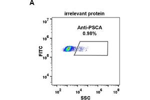Expi 293 cell line transfected with irrelevant protein (A) and human PSCA (B) were surface stained with Rabbit anti-PSCA monoclonal antibody 1 μg/mL (clone: DM87) followed by Alexa 488-conjugated anti-rabbit IgG secondary antibody.