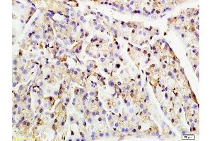 Formalin-fixed and paraffin embedded rat pancreas tissue labeled with Anti-Nucleoporin p62 Polyclonal Antibody, Unconjugated (ABIN681928) at 1:200 followed by conjugation to the secondary antibody (NUP62 antibody  (AA 451-522))