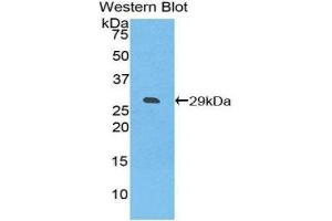 Western Blotting (WB) image for anti-Inducible T-Cell Co-Stimulator Ligand (ICOSLG) (AA 23-249) antibody (ABIN1859247) (ICOSLG antibody  (AA 23-249))