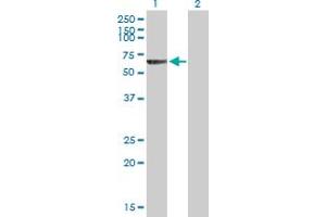 Western Blot analysis of SIAE expression in transfected 293T cell line by SIAE MaxPab polyclonal antibody.