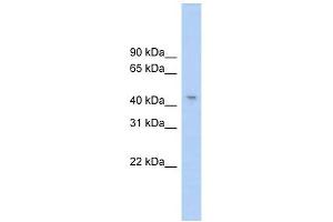 RG9MTD1 antibody used at 1 ug/ml to detect target protein. (RG9MTD1 antibody)