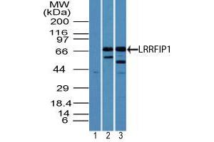 Image no. 1 for anti-Leucine Rich Repeat (In FLII) Interacting Protein 1 (LRRFIP1) (AA 200-250) antibody (ABIN960254) (LRRFIP1 antibody  (AA 200-250))