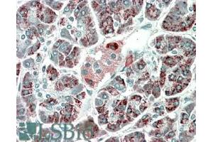 ABIN570998 (5µg/ml) staining of paraffin embedded Human Pancreas. (PEBP4 antibody  (C-Term))