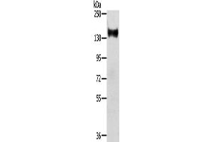 Western Blotting (WB) image for anti-RAS Protein Activator Like 2 (RASAL2) antibody (ABIN2424040) (RASAL2 antibody)