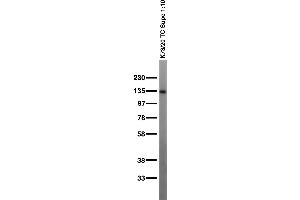 Adult rat brain membrane immunoblot. (Contactin / F3 (AA 21-37), (Extracellular) antibody)