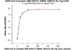 Immobilized Human ACE2, Fc Tag (ABIN6952459,ABIN6952465) at 1 μg/mL (100 μL/well) can bind SARS-CoV-2 S protein RBD (K417T, E484K, N501Y), His Tag (ABIN6973218) with a linear range of 2-39 ng/mL (Routinely tested).