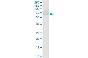 DARS2 MaxPab polyclonal antibody. (DARS2 antibody  (AA 1-645))