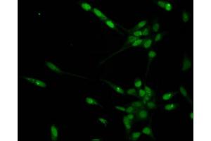 Immunofluorescent analysis of Hela cells using ABIN7139593 at dilution of 1:100 and Alexa Fluor 488-congugated AffiniPure Goat Anti-Rabbit IgG(H+L) (Histone H1.3 antibody  (meLys16))