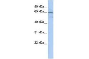 Image no. 1 for anti-Apoptosis-Inducing Factor, Mitochondrion-Associated, 1 (AIFM1) (C-Term) antibody (ABIN6744341) (AIF antibody  (C-Term))