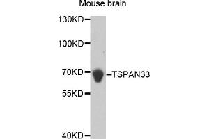 Western Blotting (WB) image for anti-Tetraspanin 33 (TSPAN33) antibody (ABIN1876430) (TSPAN33 antibody)