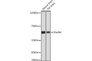 Western blot analysis of extracts of various cell lines, using Staufen Rabbit mAb (ABIN7270586) at 1:1000 dilution. (STAU1/Staufen antibody)