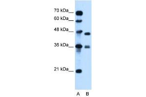 MPG antibody used at 0. (MPG antibody  (C-Term))