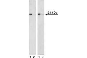 Western Blotting (WB) image for anti-Signal Transducer and Activator of Transcription 1, 91kDa (STAT1) (pSer727) antibody (Alexa Fluor 488) (ABIN1177188)