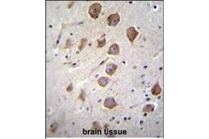 KCNRG Antibody (C-term) (ABIN655796 and ABIN2850485) immunohistochemistry analysis in formalin fixed and paraffin embedded human brain tissue followed by peroxidase conjugation of the secondary antibody and DAB staining. (KCNRG antibody  (C-Term))