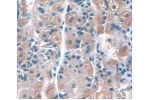 IHC-P analysis of Human Stomach Tissue, with DAB staining. (CD34 antibody  (AA 32-290))