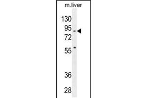 Western blot analysis in mouse liver tissue lysates (35ug/lane). (SPIRE2 antibody  (AA 285-313))