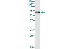 Immunoprecipitation of CDADC1 transfected lysate using anti-CDADC1 MaxPab rabbit polyclonal antibody and Protein A Magnetic Bead , and immunoblotted with CDADC1 purified MaxPab mouse polyclonal antibody (B01P) . (CDADC1 antibody  (AA 1-514))